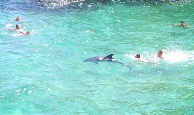 Sopresa in mare: un delfino nuota tra i bagnanti per ore. Foto 